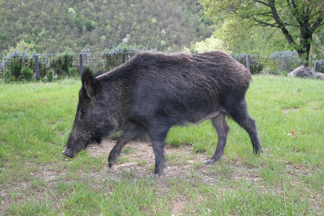 Podere Pian De' Cortini Βίλα Serravalle  Εξωτερικό φωτογραφία